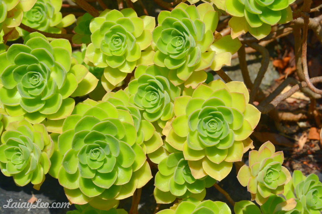 Jardín Botánico Marimurtra 08