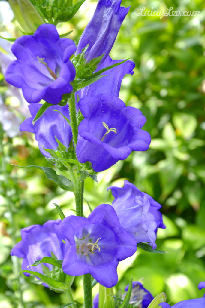 Jardín Botánico Marimurtra 10