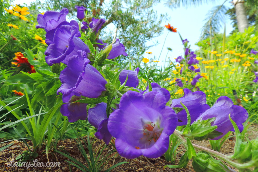 Jardín Botánico Marimurtra 15