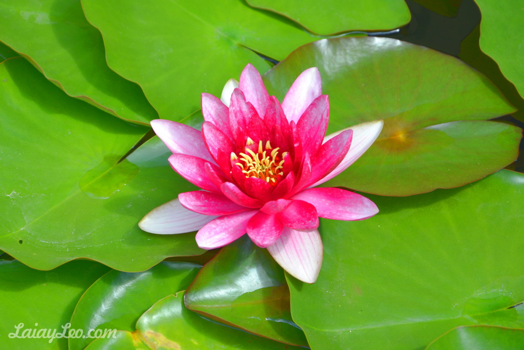 Jardín Botánico Marimurtra 21