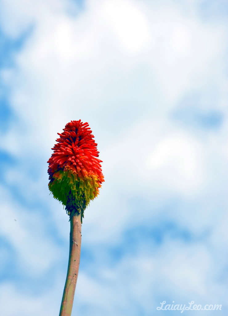 Jardín Botánico Marimurtra 22