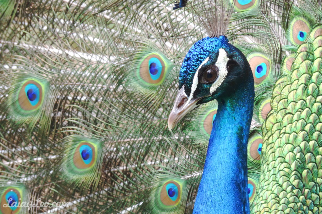 Pavo real mostrando sus preciosas plumas