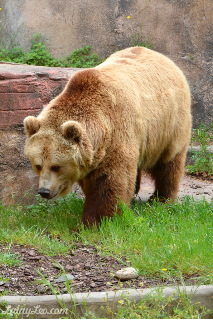 Oso pardo