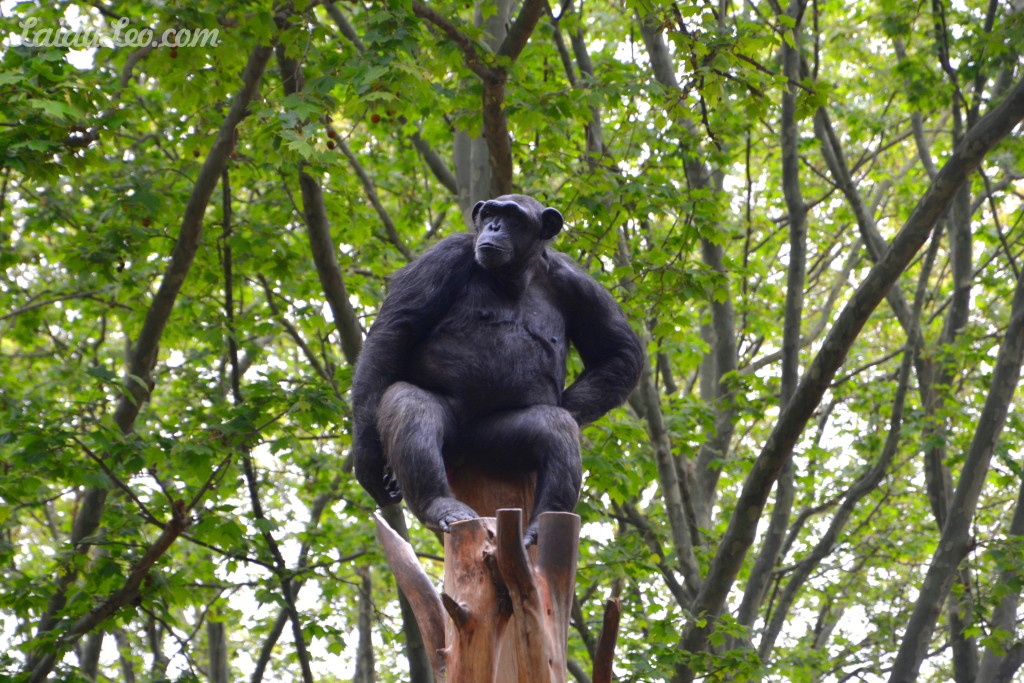 Chimpancé (Pan troglodytes) 