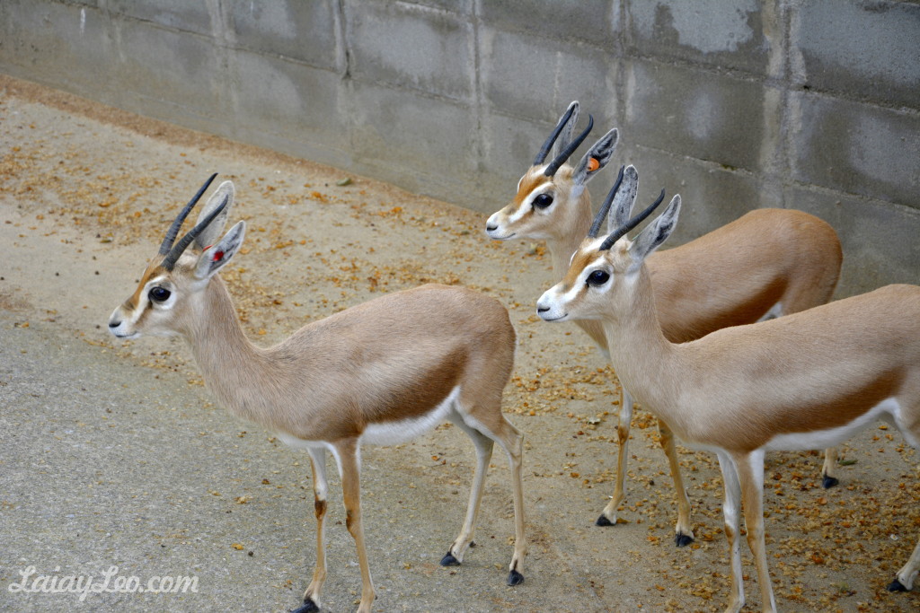 Gacelas doras saharianas (Gazella dorcas neglecta)