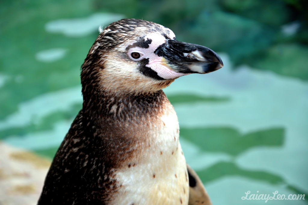 Pingüino de Humboldt (Spheniscus humboldti)