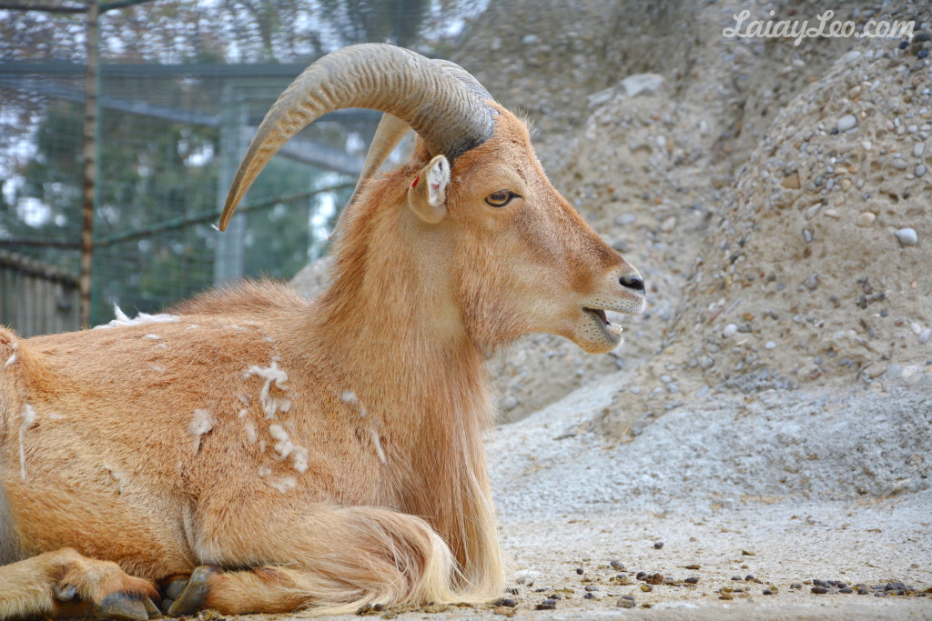 Zoo de Barcelona 08