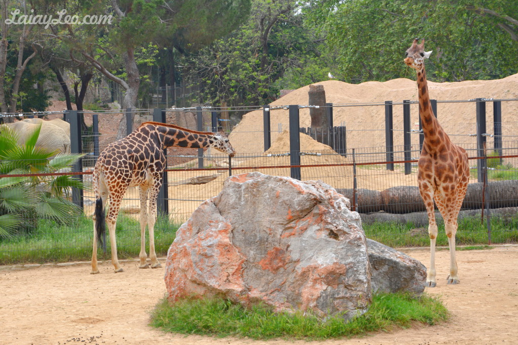 Zoo de Barcelona 09