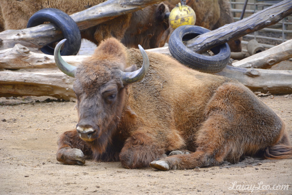 Zoo de Barcelona 10