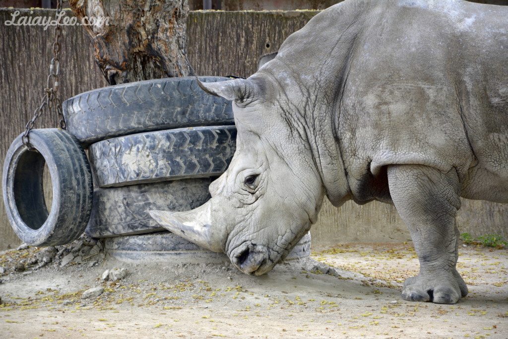 Zoo de Barcelona 11