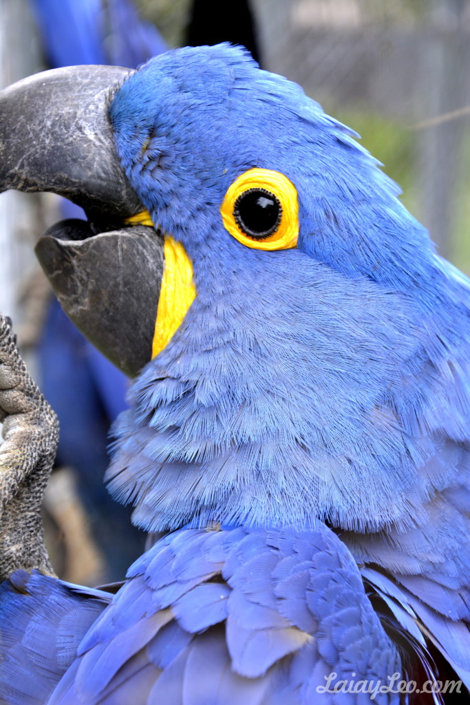 Zoo de Barcelona 12