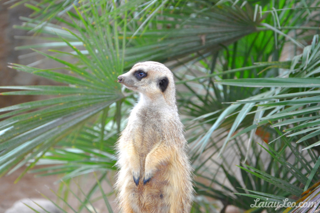 Zoo de Barcelona 14