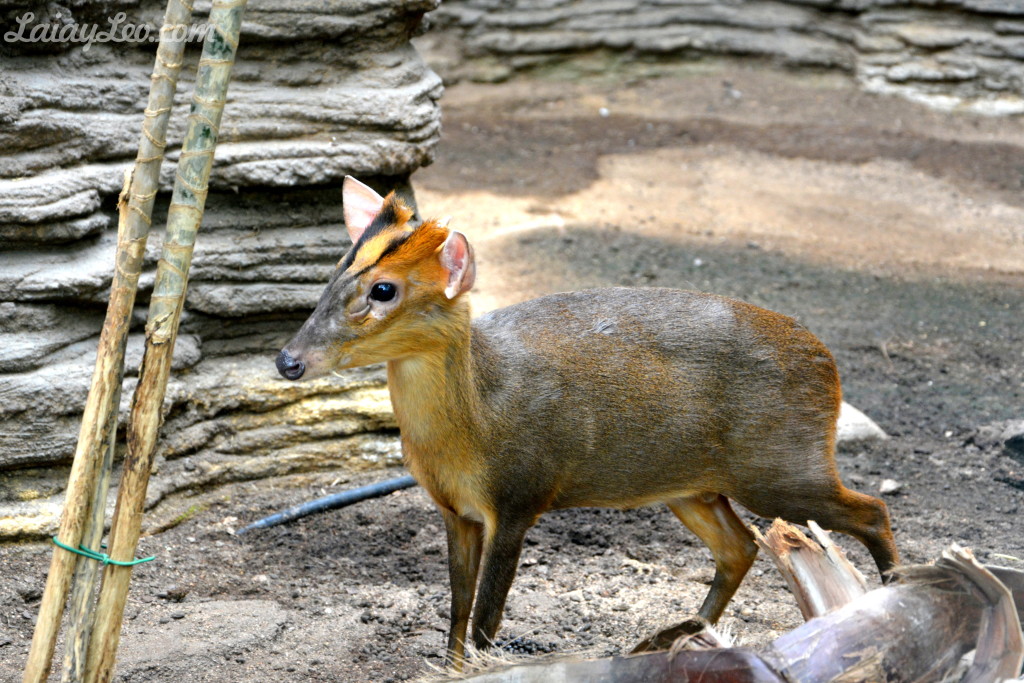 Zoo de Barcelona 15