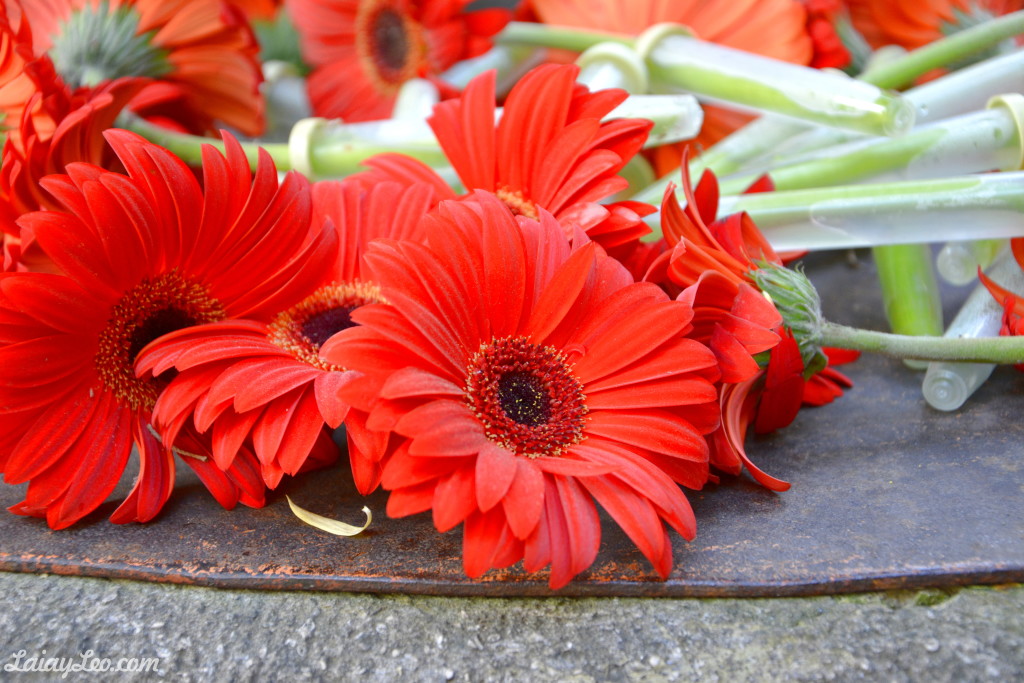 Girona, temps de flors 04